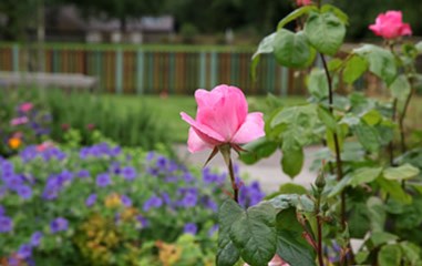 Gardens & Grounds