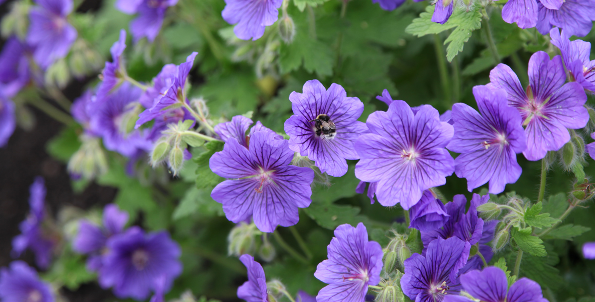 Torrance Lodge Feature